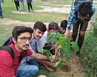 Tree Plantation